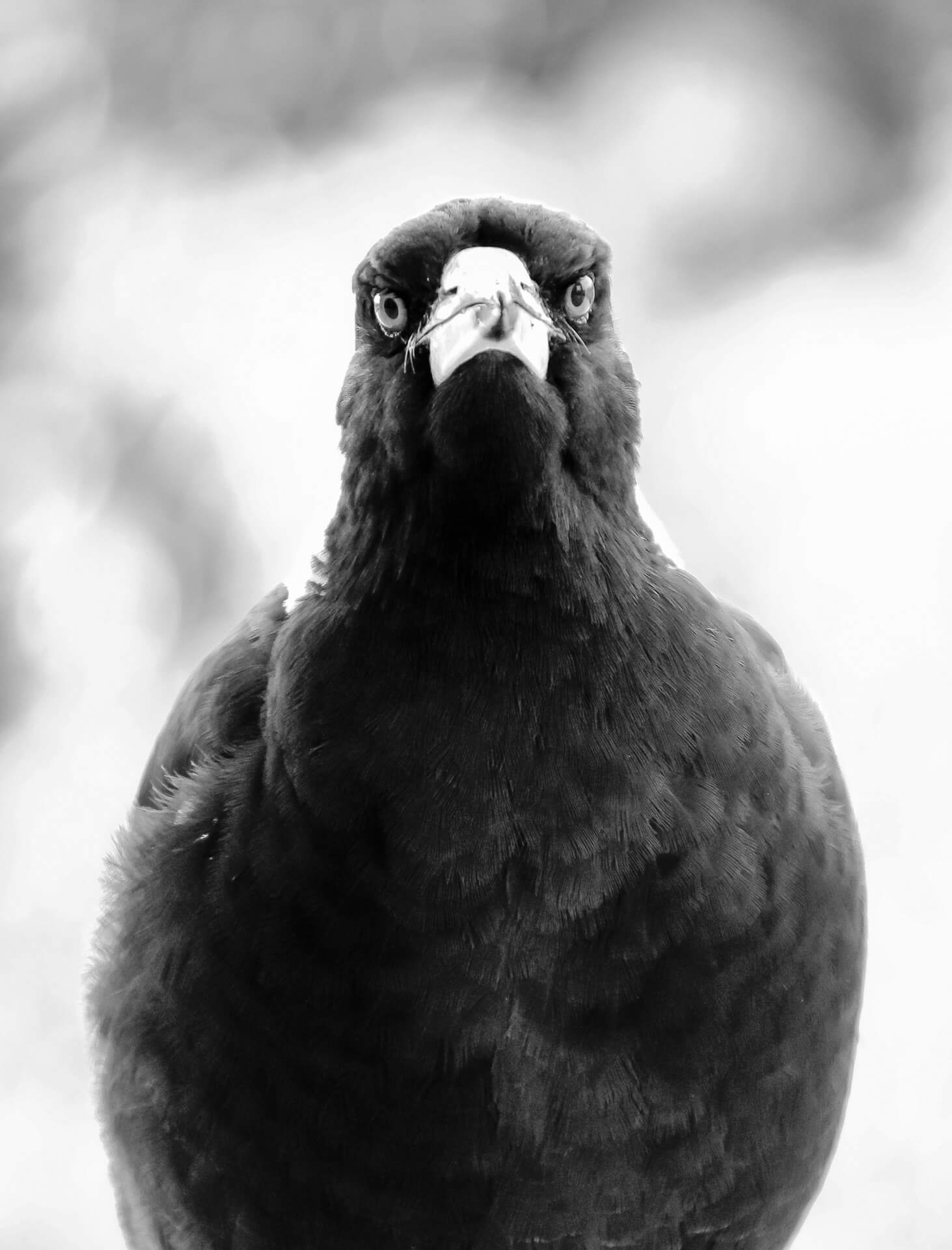 its magpie swooping season!!