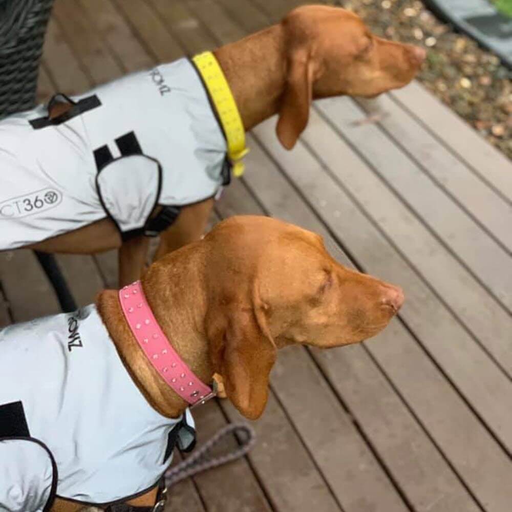Proviz REFLECT360 waterproof and reflective dog jacket fully reflective with harness hole