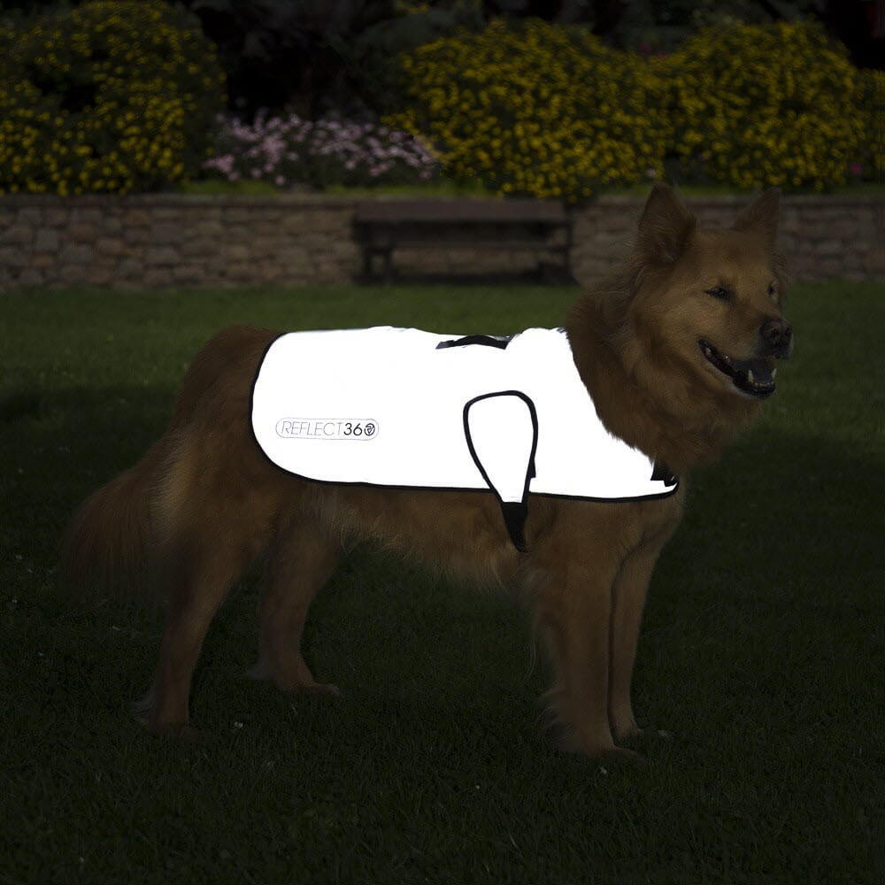 Proviz REFLECT360 waterproof and reflective dog jacket fully reflective with harness hole
