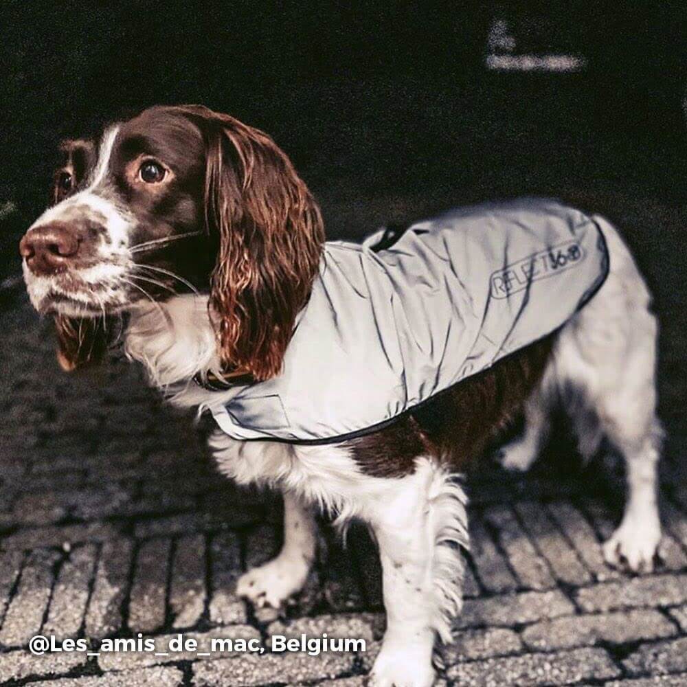 Proviz REFLECT360 waterproof and reflective dog jacket fully reflective with harness hole
