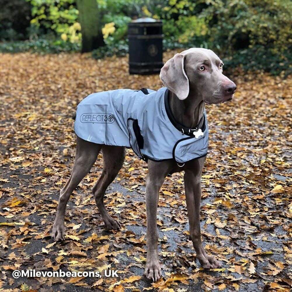 Proviz REFLECT360 waterproof and reflective dog jacket fully reflective with harness hole