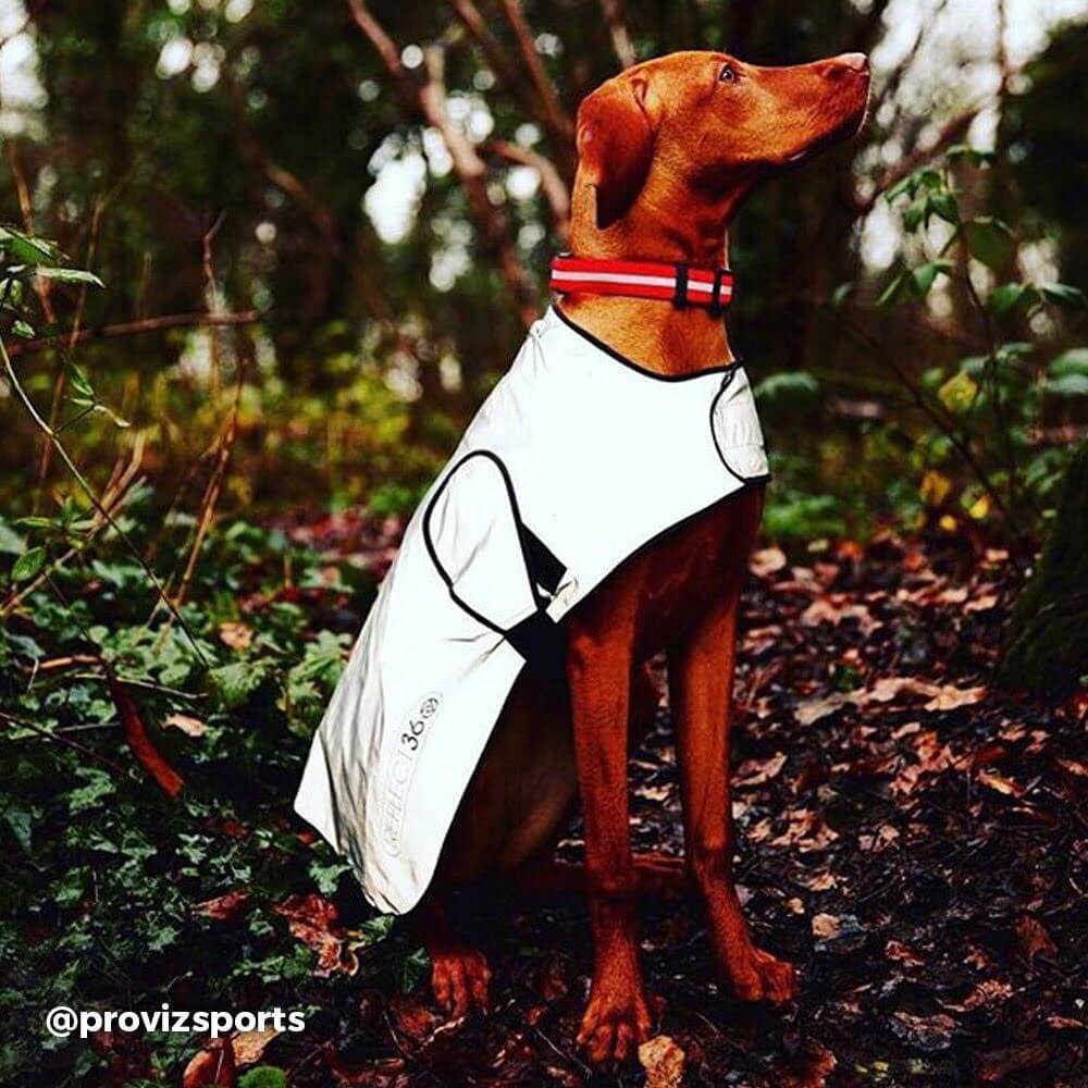 Proviz REFLECT360 waterproof and reflective dog jacket fully reflective with harness hole