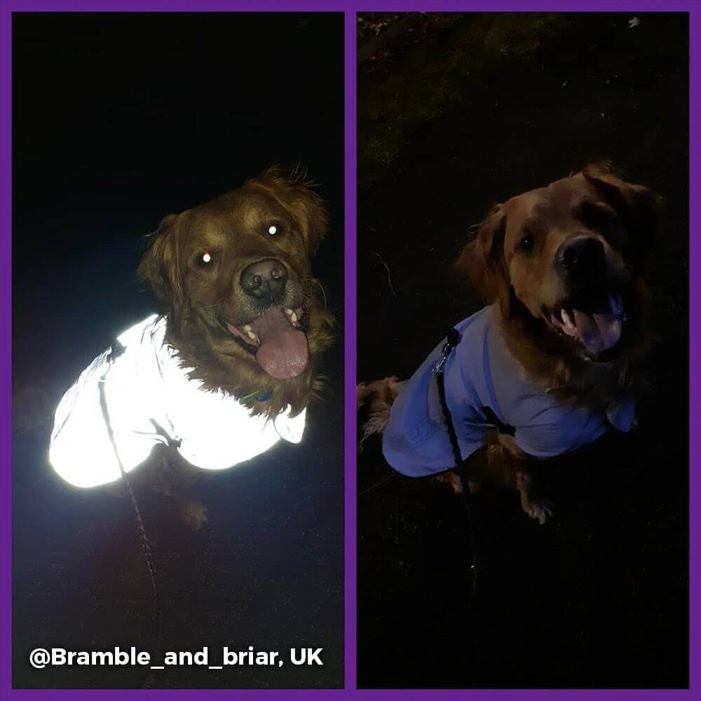 Proviz REFLECT360 waterproof and reflective dog jacket fully reflective with harness hole